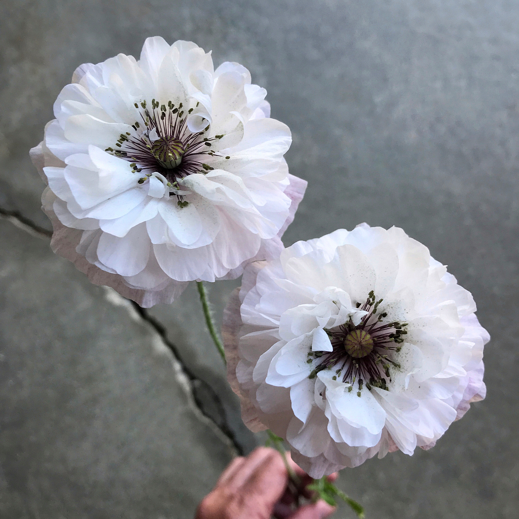 White Shirley Poppies