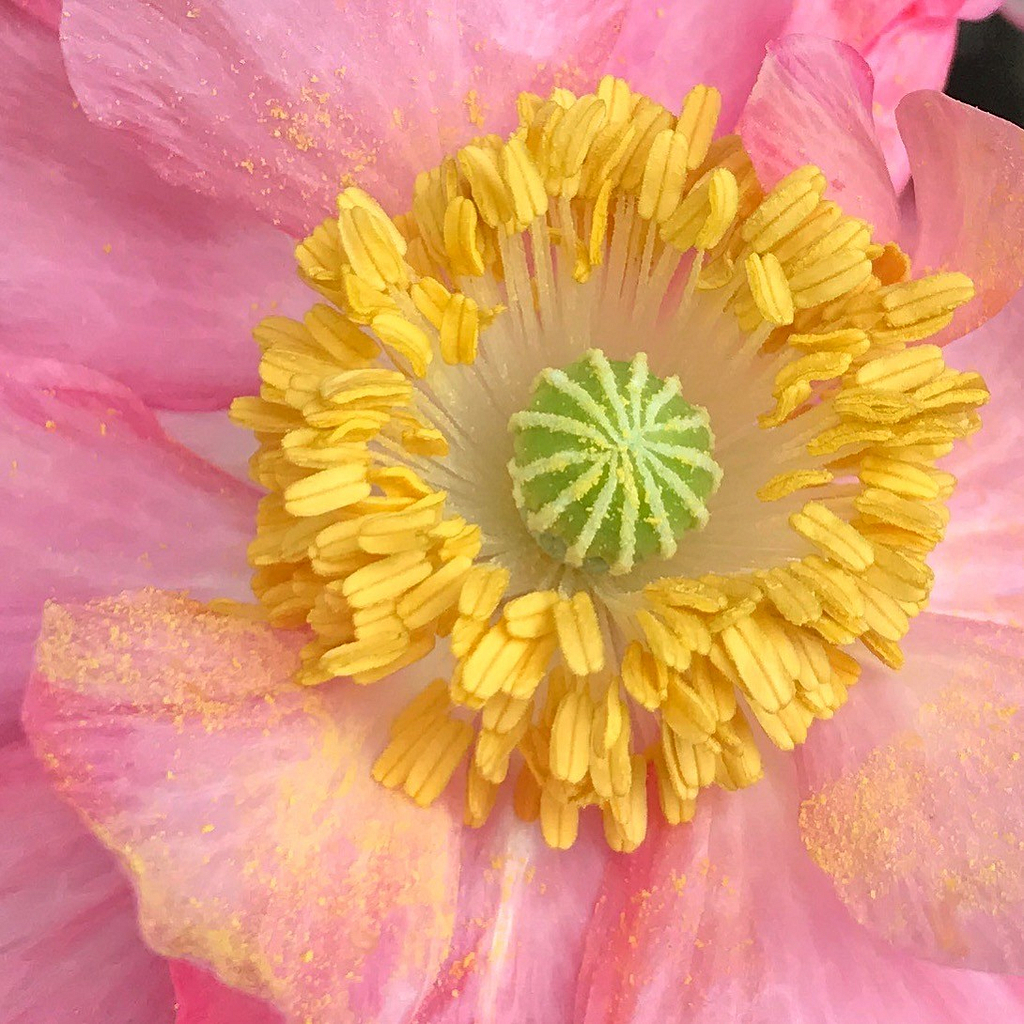 Stamens and pollen