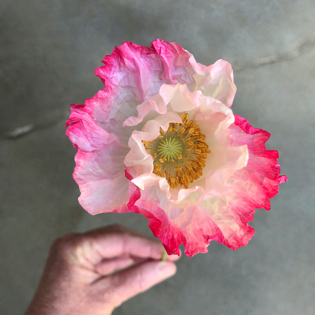 Shirley Poppy