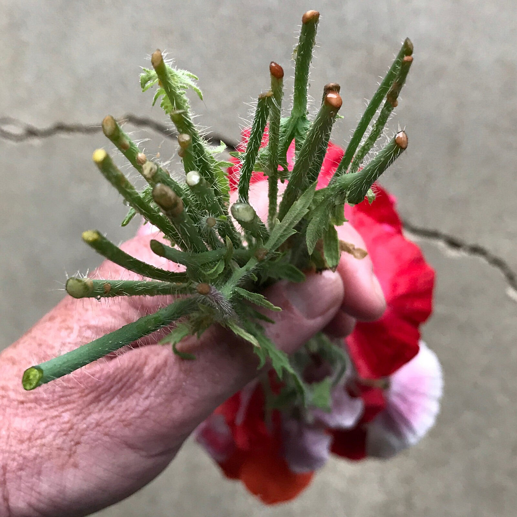 Stems with sap