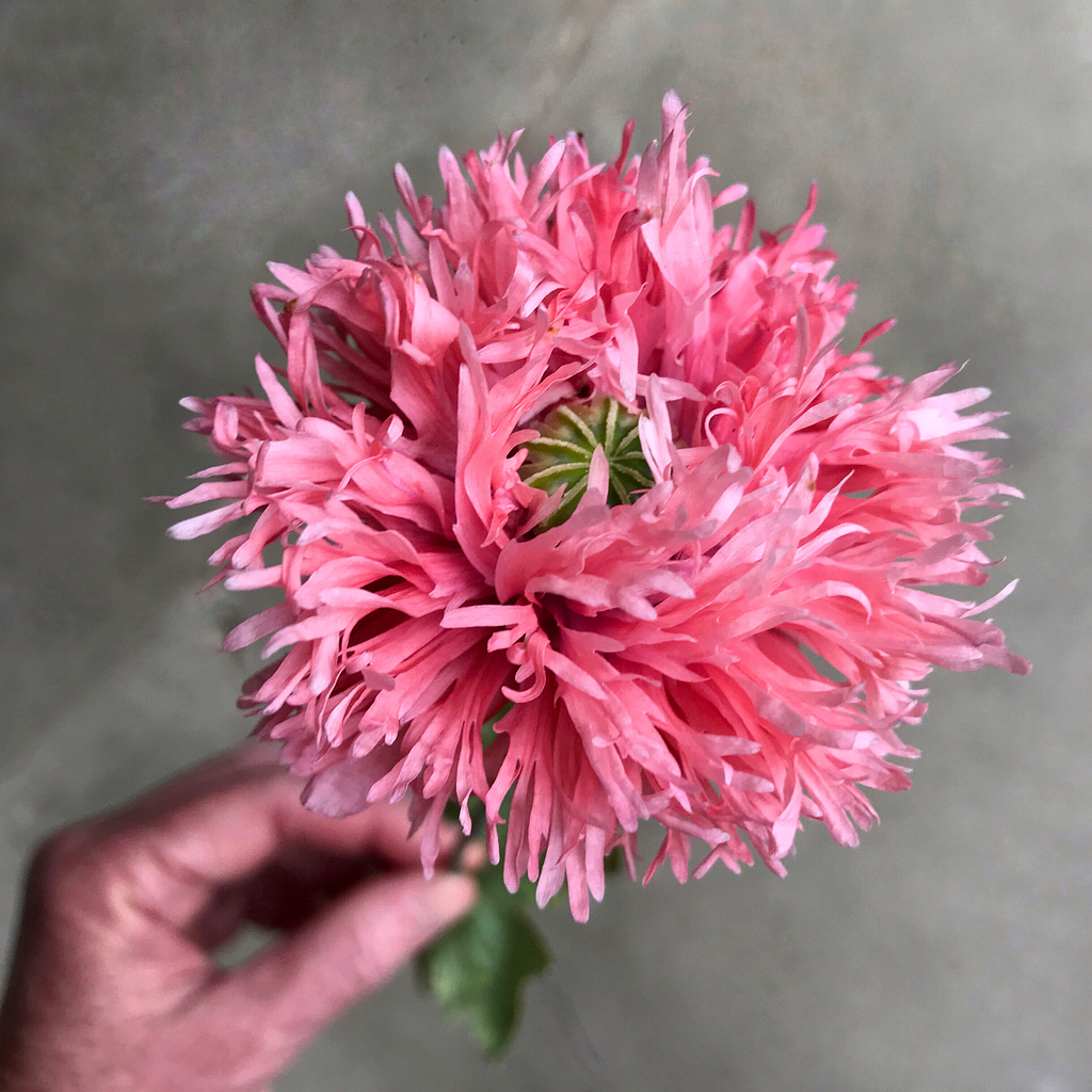 fringed Shirley Poppies