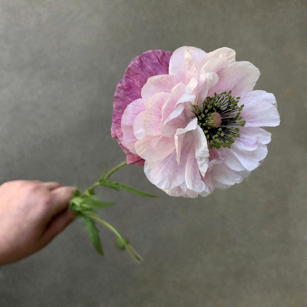 Shirley Poppy Fairest Flowers Farm