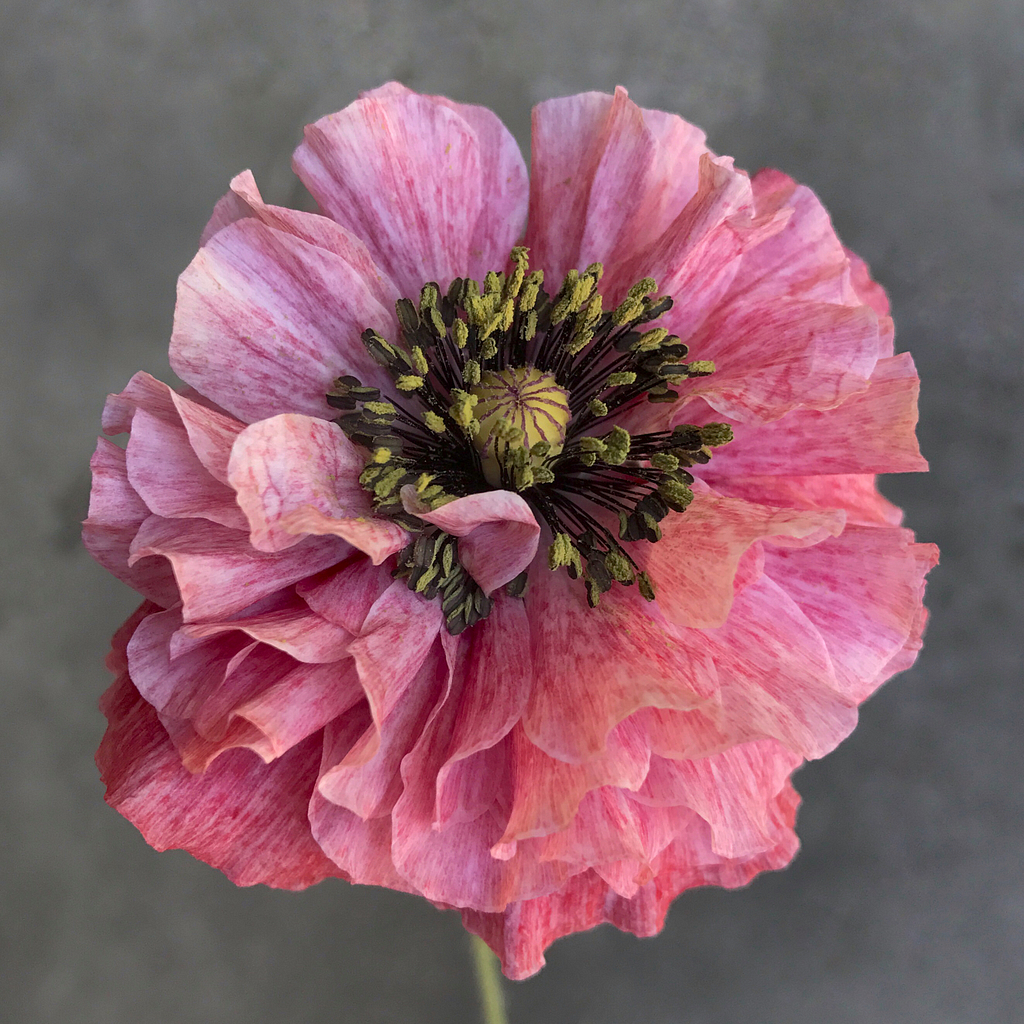 Shirley Poppy Fairest Flowers Farm
