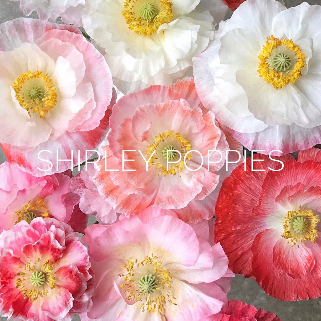 Shirley Poppies