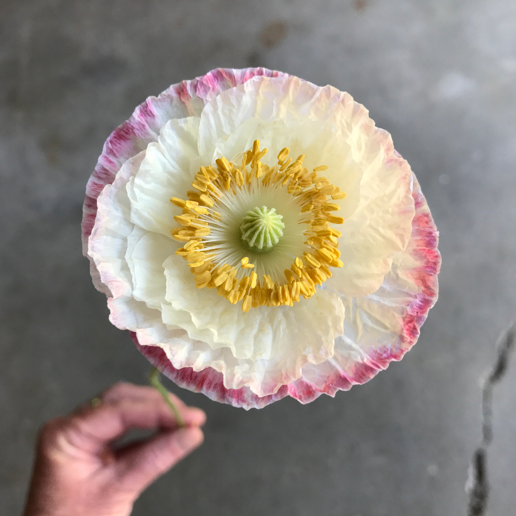 Shirley Poppy Fairest Flowers Farm